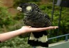 Фото Черные какаду- абсолютно ручные птенцы из питомника
