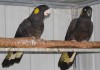 Фото Черные какаду- абсолютно ручные птенцы из питомника