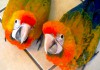 Фото Камелот (гибрид попугаев ара) - птенцы из питомника