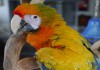Фото Камелот (гибрид попугаев ара) - птенцы из питомника